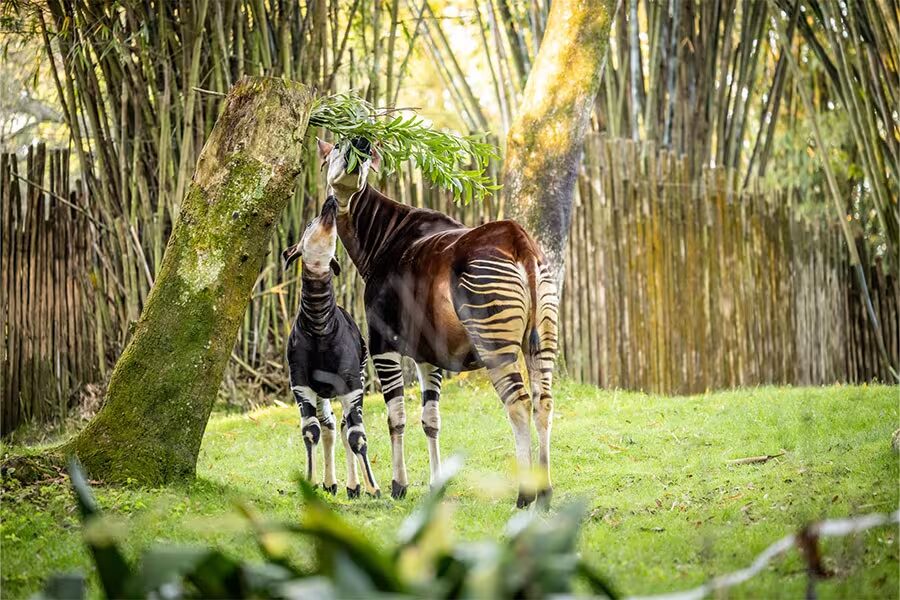 Rare Baby Okapi Debuts at Disney’s Animal Kingdom